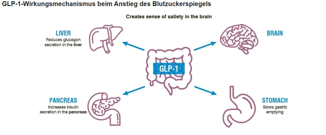 Abbau von GLP-1 und GIP